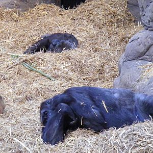Gorillas at Chessington Zoo, 25 June 2010