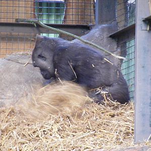 Gorilla at Chessington Zoo, 25 June 2010