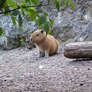 Capybara pup at Chessington Zoo, 25 June 2010