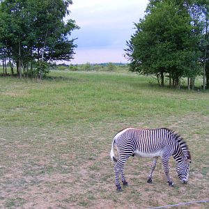 Grevy's zebra in Wanyama Reserve at Chessington Zoo, 25 June 2010