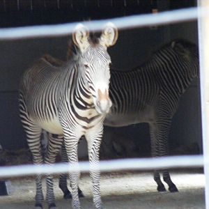 Grevy's zebras and scimitar-horned oryxes indoors at Chessington Zoo, 25 Ju