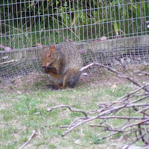 Agouti at Chessington Zoo, 25 June 2010