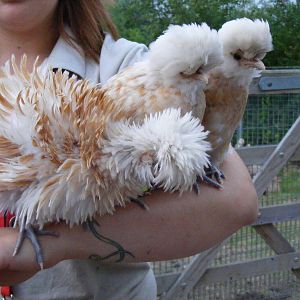Frizzled Polish bantams at Chessington Zoo, 25 June 2010