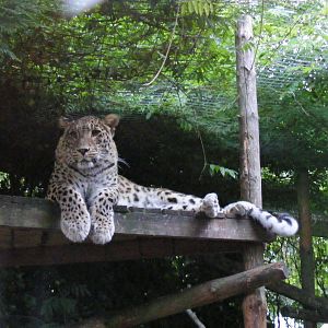 Shakira the Persian leopard at Chessington Zoo, 25 June 2010