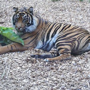 Kelabu the Sumatran tiger at Chessington Zoo, 25 June 2010