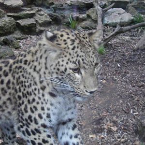 Soraya the Persian leopard at Chessington Zoo, 25 June 2010