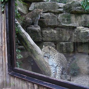 Cyrus (on rocks) and Soraya the Persian leopards at Chessington Zoo, 25 Jun