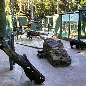 Malayan Sun Bear exhibit