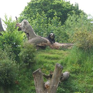 Female Spectacled Bear