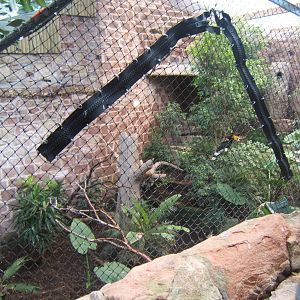 Zip in the Great Indian Hornbill mesh