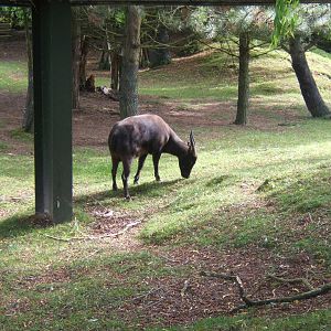 Lowland Anoa