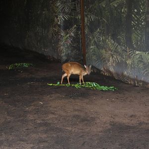 Red Natal Duiker