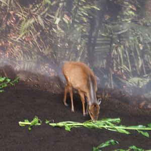 Red Natal Duiker