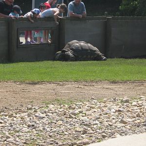 giant tortoise darwin
