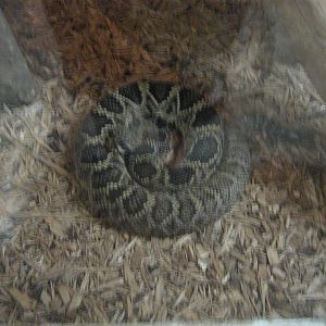 eastern rattlesnake