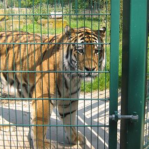 zambar the siberian(amur)tiger