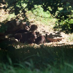 Bush Dog Litter - 26/06/2010