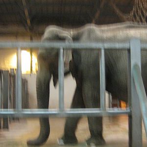 asian elephant in elephant&reptile house