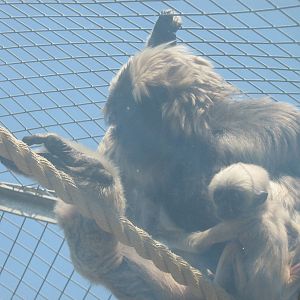 pileated gibbon ivy and her baby