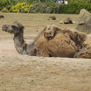 bactrian camel female
