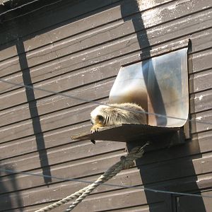 female howler monkey sleeping