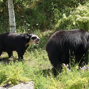 Spectacled Bears - 26/06/2010