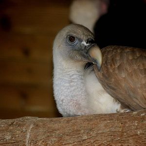 Cape Vulture
