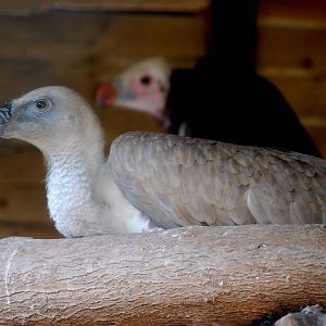 Cape Vulture