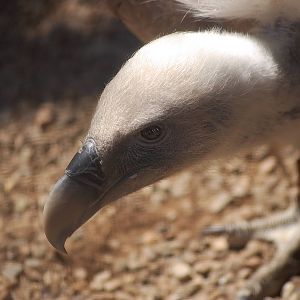 Cape Vulture