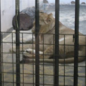 female african lion cub