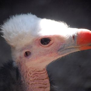 White-headed Vulture