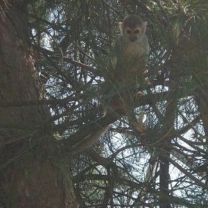 common squirrel monkey