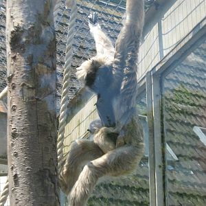 ivy &baby pileated gibbon