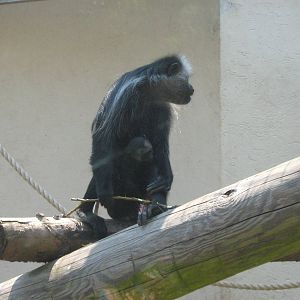 king colobus monkey and baby