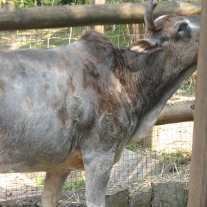 dwarf zebu