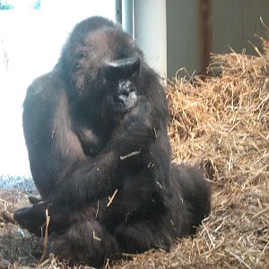 kena female western lowland gorilla