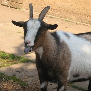 domestic goat