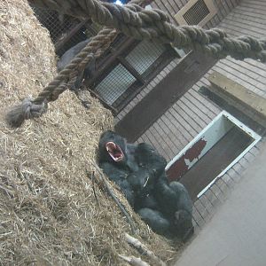 bukavu male western lowland gorilla yawning