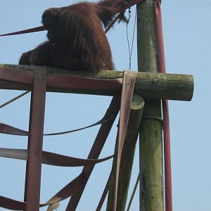 ramon male bornean orangutan