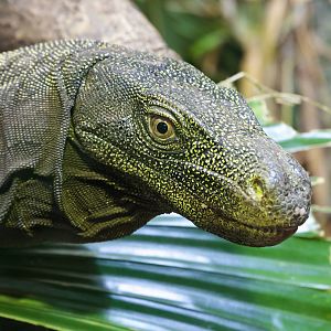 Crocodile Monitor - 26/06/2010