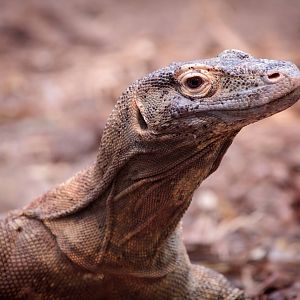 Komodo Dragon (Female) - 26/06/2010