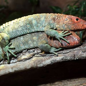 Caiman Lizard Caption Competition - 26/06/2010