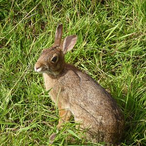 Wild Rabbit