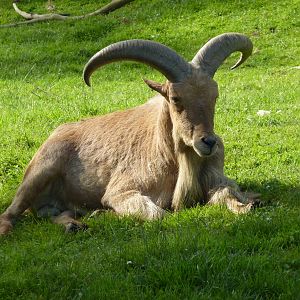 Aoudad