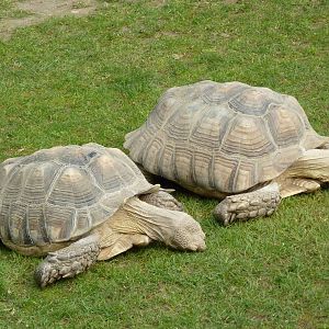 African Spurred Tortoises