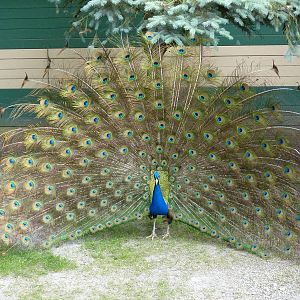 Peacock