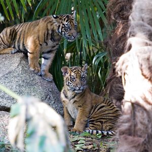 Sumatran Tiger Cubs