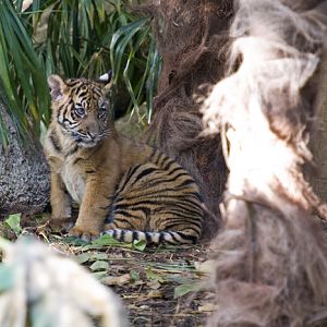 Sumatran Tiger Cubs