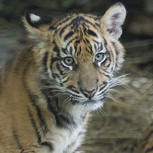 Sumatran Tiger Cubs