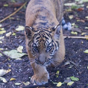 Sumatran Tiger Cubs